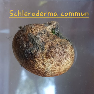 SCHLERODERMA COMMUN
Spores à l'intérieur.
Odeur de caoutchouc.
Se développe dans les milieux résineux, moins en environnement feuillu.
La spore s'expulse vers le haut.