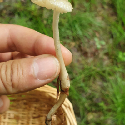 Collybie radicante, un joli champignon au chapeau asymétrique et à la racine très longue.