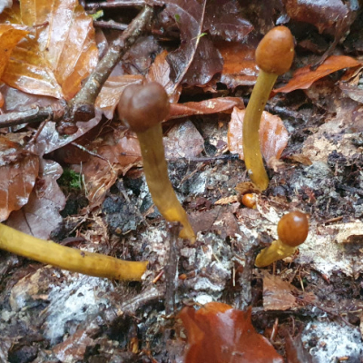 Cordyseps capitata, des champignons parasites qui poussent sur des truffes enterrées, pas les fameuses mais celle qu'on appelle la "truffe du cerf".
